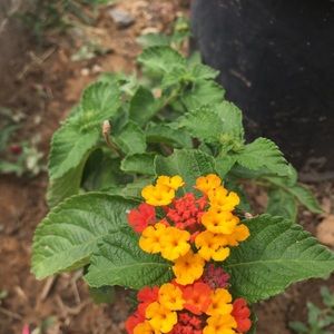 Meet your Posher, Carter